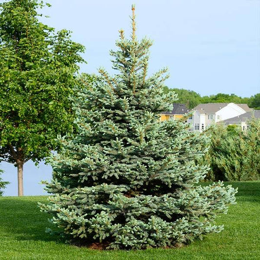 1-2 Ft. - Colorado Blue Spruce Tree - Silvery Green Foliage + Year-Round Evergreen Color | Brighter Blooms